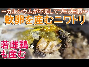 軟卵を産んだニワトリ～初卵後の若雌鶏やカルシウム不足が理由のブヨブヨ卵～