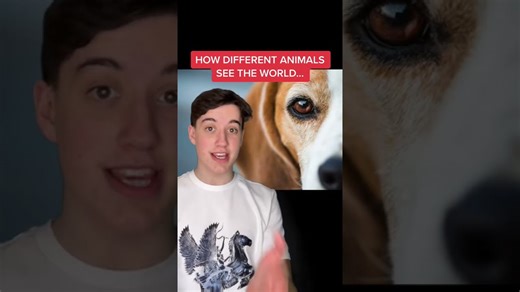 How different animals perceive the visual world