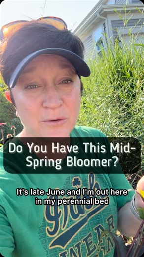 Amy Powers on Instagram: "Penstemon, also called Beard tongue, is a great mid spring to late spring bloomer in your garden. There are many varieties that are native to North America. It is best for pollinators to have either white flowers or some form of lavender color. this plant does drop seeds and spread so if you don’t want yours to spread, you should deadhead the flowers off before they turn into seeds. If you do want to spread leave the flowers on until the seed pods turn dry and fall to t