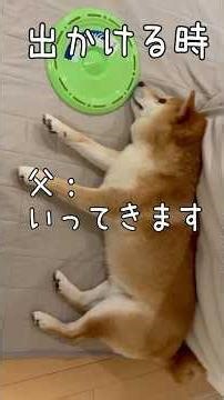 I'm off! [Please see me off] Shiba Inu Lovers Mameshiba AO & Shiba Inu Committee #Shorts