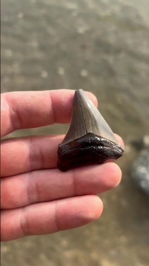 Bri found her first megalodon shark tooth on the beach at Calvert cliffs!