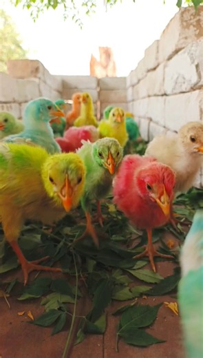 Ultra Cute Colored Chicks Daily Routine | murgi wala video | chicken sound #shorts