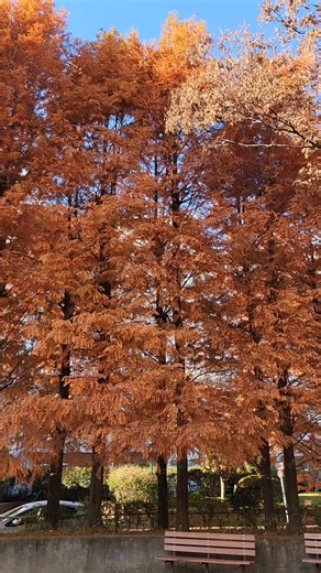 Falling in Love with Autumn Colors 🍂🍁
