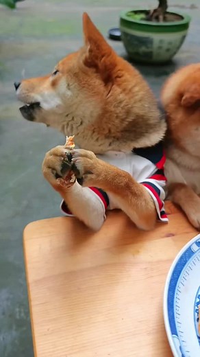 Adorable TikTok Dog Videos to Make You Smile