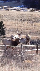 Bull elk jumping over a fence in Estes Park Colorado. #bullelk #elk #estespark #estesparkcolorado #fbreels #fyp #coloradoadventures #reels #Colorado #foryou | Colorado Adventures