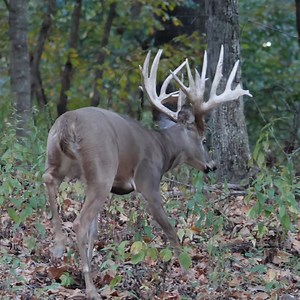 A giant typical whitetail moving through the timber 🦌 | Genesis Whitetails