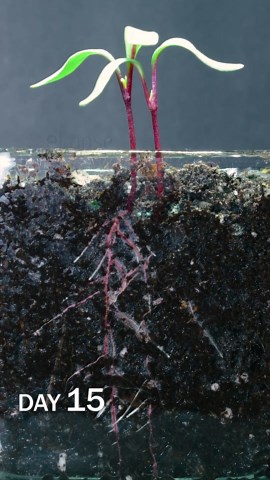 Beets sprouting under soil time lapse