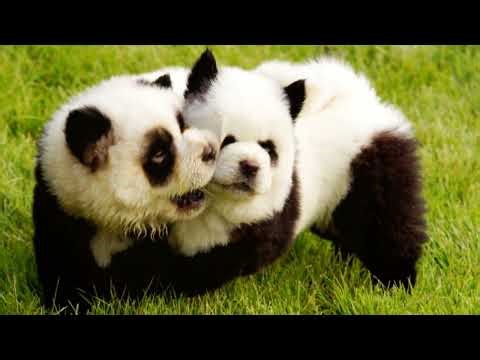 Zoo Visitors Shocked by Fake Pandas!