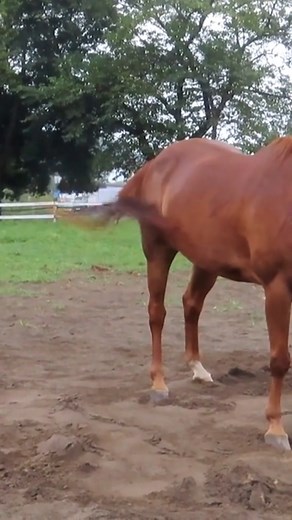Horse Meeting Close up Video। Managing Mixed Gender Herds #horse #horses #horsesofinstagram #equestrian #equine #photography #love #horselove #horsebackriding #horselover #horseriding #nature #travel #horsephotography #horselife #usa #instahorse #art #pony #photooftheday #horsestagram #horseshow #animals #instagood #horseofinstagram #dressage #equestrianlife #farm #beautiful #showjumping | The Horses