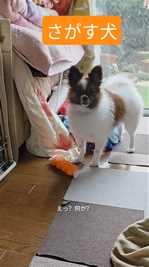 さがす犬#いぬのいる生活 #わんこ連れキャンプ #お出かけ #おでかけvlog #車中泊 #ドライブ#愛犬#好き過ぎて