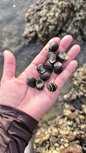 Let's see lot of Nerita shells on the rock!! #beautyseashell #shell #nature #beach