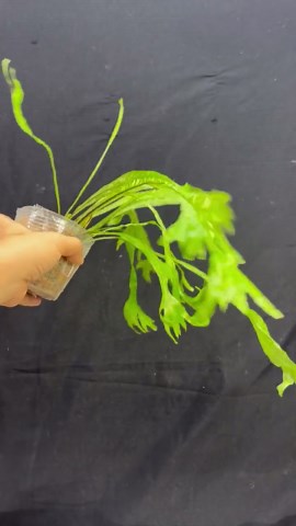 Asplenium Nidus Birdnest Fern - Exact Acclimated Specimen (ready in USA) - Etsy