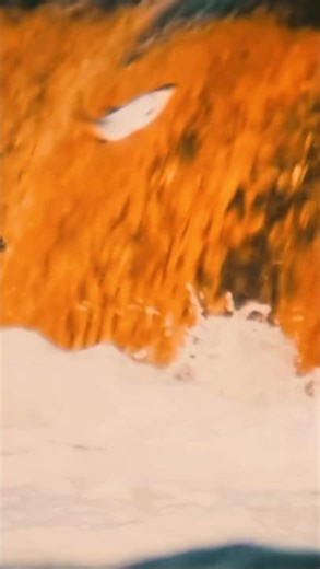 MOTIVATION Day 6/365🐟#shorts