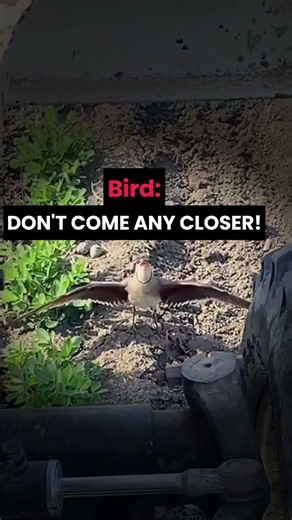 This Bird Risked Everything To Save Her Eggs! 🥺