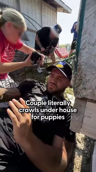 966K views · 29K reactions | Mama was so worried the whole time — wait to see the moment they show her all her babies 凉 Keep up with more rescues from Alex and Brady on Instagram: https://thedo.do/alexblumberg and https://thedo.do/bradyoliveira | The Dodo | Facebook