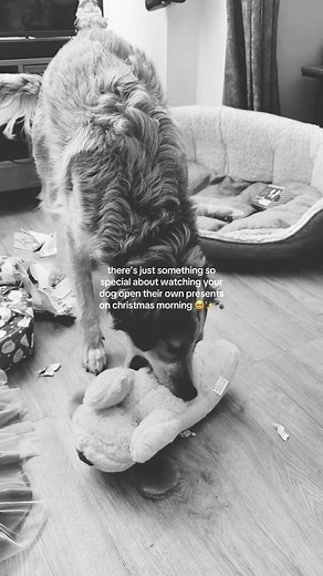 Dog's First Christmas: Unwrapping Presents Together