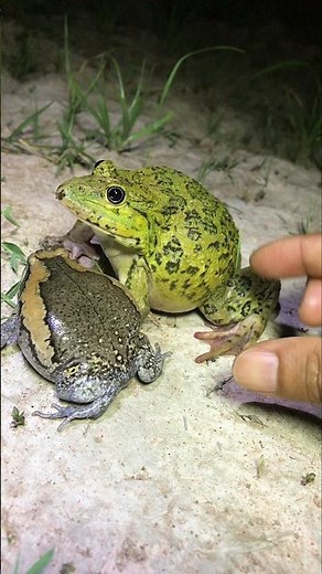 Catching laugh at the jump frogs makes new skills / funny froggy push lizards quickly run haha