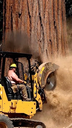 The old-growth tree in front of him dwarfs both the man and the machine