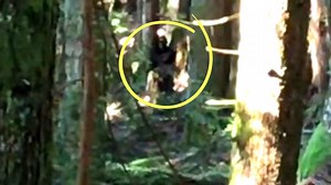 Woods Creek Sasquatch Harass Two Men in Cabin near Snohomish #sasquatch #bigfoot #WildMan #creature | Rocky Mountain Sasquatch Organization