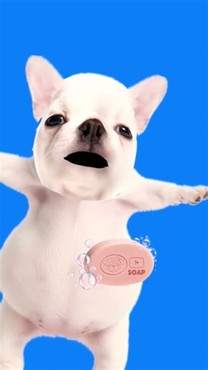 I am #pibble wash my belly 2