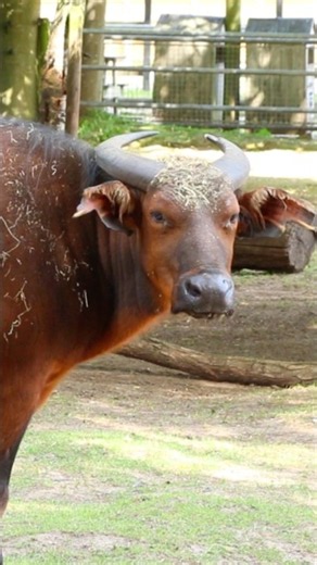 5 Animals! 🐃🐸🦙🦥🐿️ #kidssongs #kidsvideo #kids #toddlers #explore #fun #learning #animals #song