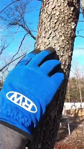 How can you identify a Dogwood tree?