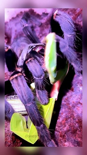 76K views · 996 reactions | ‎Witness the ultimate arachnid showdown: a fearless *tarantula* faces off with a deadly *praying mantis*! Speed, stealth, and venom clash in this predator‑prey thriller. Who will win? #TarantulaVsMantis #ArachnidVsInsect #PredatorShowdown #WildlifeWar #naturelovers | Christoper Lopez | Facebook