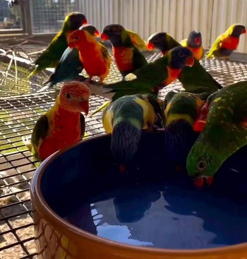 31K views · 947 reactions | ♦️Parrots Colors And Mutations..  Disclaimer : We have no commercial purpose while sharing this video/picture. Its purely for social awareness.   Video /  Picture All rights and credit reserved to respective photographer/owner. #saveparrots | Belal Moheb | Facebook