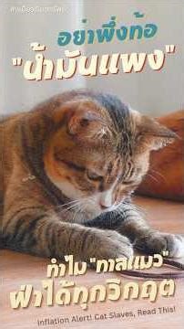 Inflation Alert! Cat Slaves, Read This! | น้ำมันแพงอย่าเพิ่งท้อ! ดูนี่ก่อน