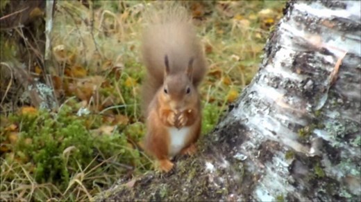 The Autumnwatch wildlife cameras are LIVE!