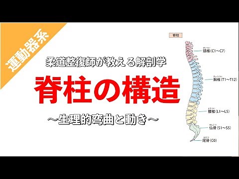【柔道整復師が教える解剖学】体を支える脊柱の構造と生理的湾曲【タロ塾#7】