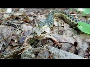 Garter snake eats frog (1 of 2)