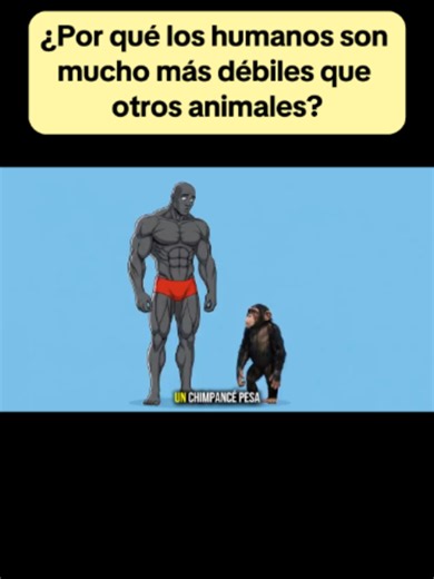 ¿Por qué los humanos son mucho más débiles que otros animales? #fit #gym #ejercicioencasa #fitness