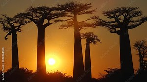 Madagascar. Avenue of the Baobabs at sunsetюLandscape with the big trees baobabs in Madagascar. Baobab alley during sunset or sunrise, late evening orange sun and baobab silhouettes.