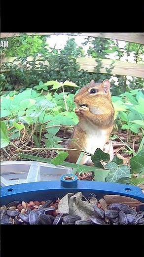 Adorable Cherry the Female Chipmunk Munches on a Sunflower Seed :) #nature