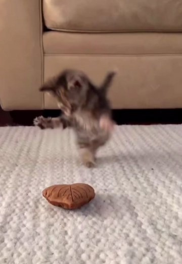 Playful Kitten Chasing Leaf Toy on Carpet