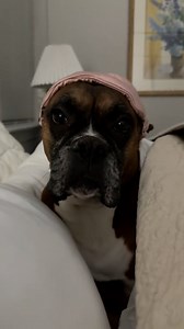 4M views · 80K reactions | Sleeping like she pays the bills  | LADbible New Zealand | Facebook