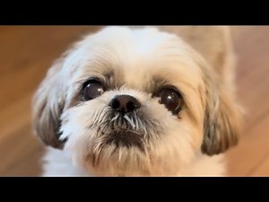 My Shih Tzu Dog Is Talkative Smart and Funny| Cute Dog Video Compilation
