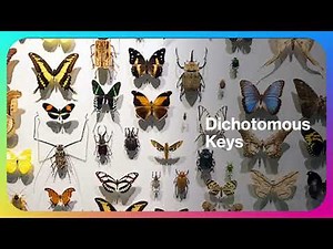 Using dichotomous keys
