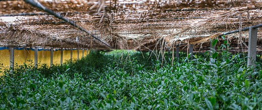 Yame Dento-Hon-Gyokuro, King of all Green Teas