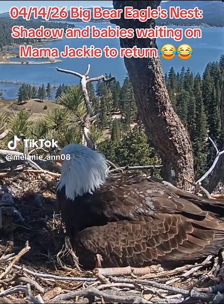 Big Bear Eagle Nest: Shadow & Babies After Snowstorm