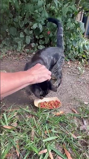 Video of adoptable pet named Miss Muffet (aka Marble)