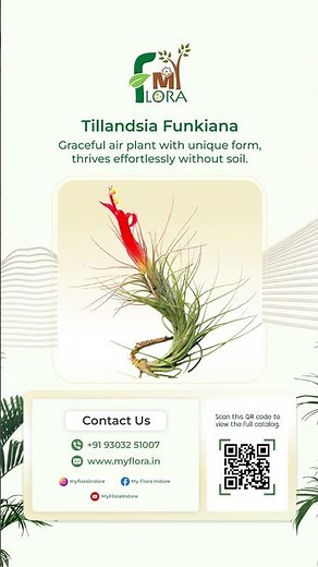 Tillandsia Funkiana: A Stunning Air Plant for Your Collection