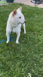 🚨 🚨 ADOPTED 🚨 🚨 Hi!! My name is Shiba McEntire, the fanciest Shiba Inu you will ever meet! I am a very sweet, 1 year old, purebred Shiba Inu that came from a puppy mill situation. I will need lots of love and patience to understand that humans are kind and not hurtful. I am not aggressive at all, but will hide and be timid. My foster mom says I am incredibly smart, I am almost fully housetrained and I am crate trained. I am a rare cream Shiba Inu and very soft! I am great with other dogs and
