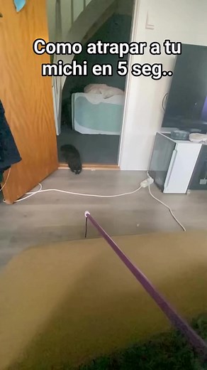 Gato tutoriales #animalesgraciosos #divertido #gatos | Charmild