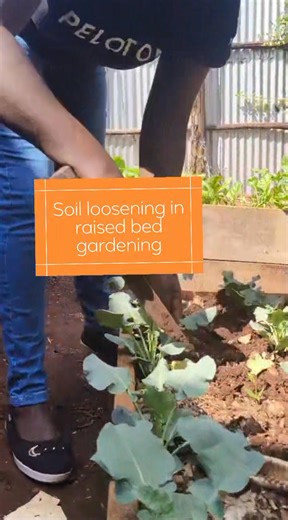 3 comments | IMPORTANCE OF SOIL LOOSENING IN KITCHEN GARDENING : 1....