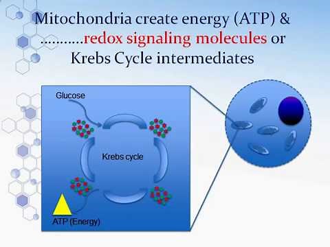 What is Redox? Asea science