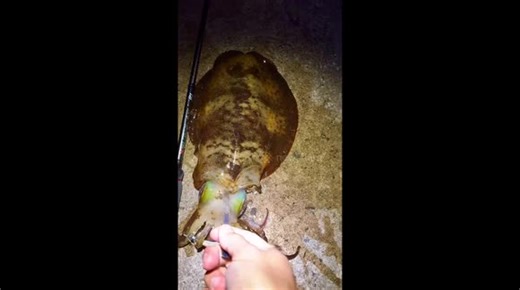 Bigfin reef squid changes color after being handled in Karachi, Pakistan