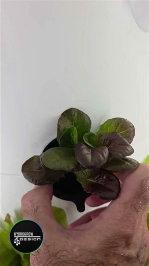 Hydrogrow Design's smart hydroponic tower garden