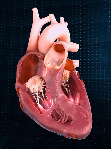 Close Up of a Beating Heart | (Anterior) 🫀 . . The human heart is a vital organ that pumps blood throughout the body, supplying oxygen and nutrients while removing carbon dioxide and waste products. Here are some key points about the human heart: Anatomy: The heart has four chambers: two upper atria and two lower ventricles. The right side pumps deoxygenated blood to the lungs, while the left side pumps oxygenated blood to the rest of the body. Valves: There are four main valves (tricuspid, pul